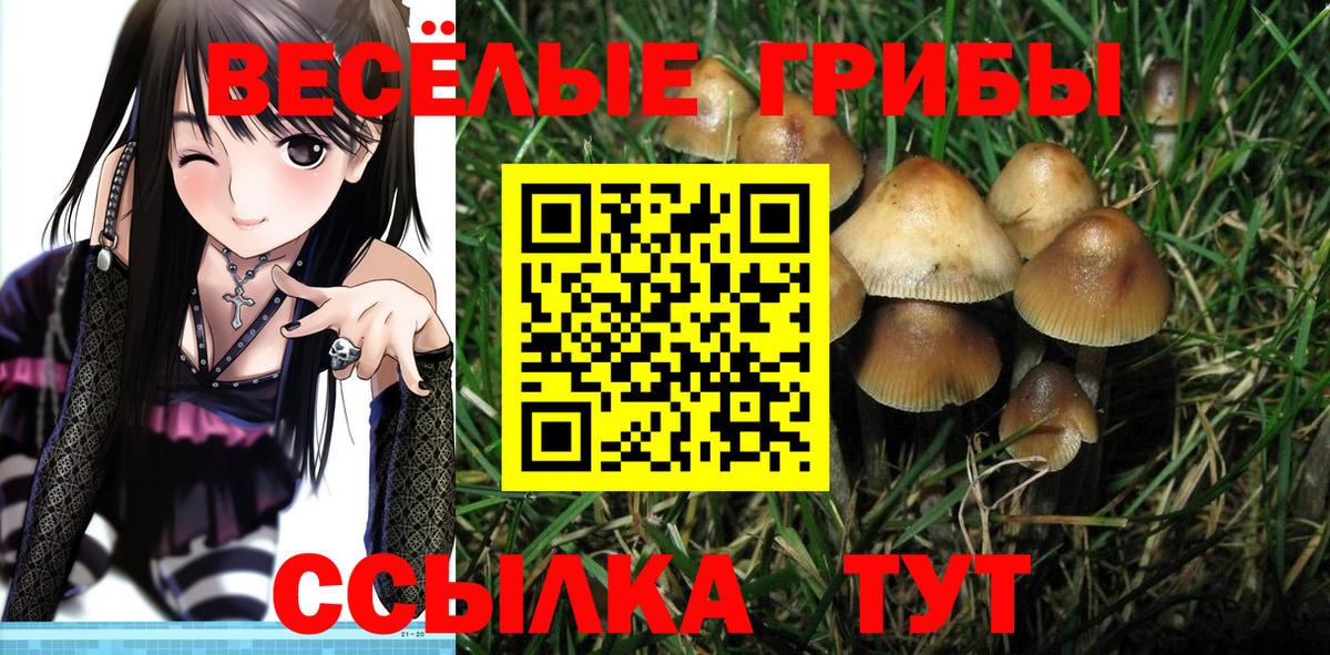 Галлюциногенные грибы Psilocybe  Вход с VPN  что такое наркотик  Черкесск 